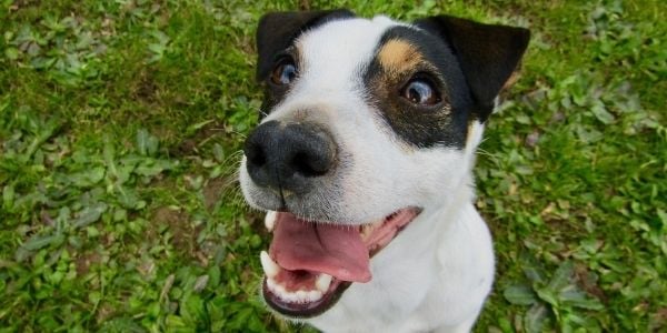 puppy looking up for a treat