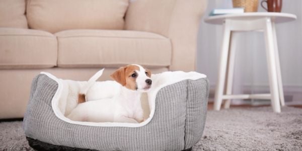 puppy lying in his bed