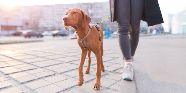 puppy on socialization walk in the city