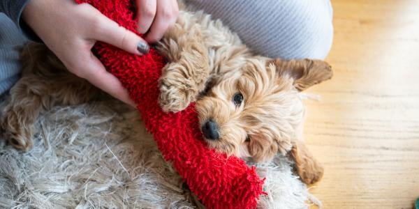 how much exercise a puppy needs