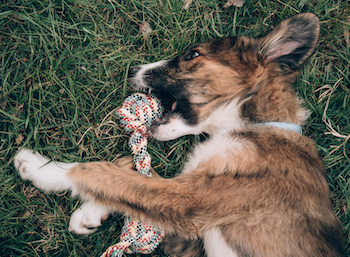 Pros and Cons of 7 Different Lickable and Stuffable Dog Toys 