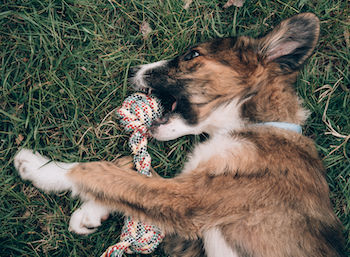 puppy playing with rope toy