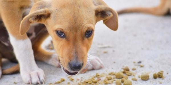 puppy resource guarding food on ground