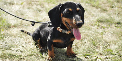 puppy sitting nicely waiting for owner