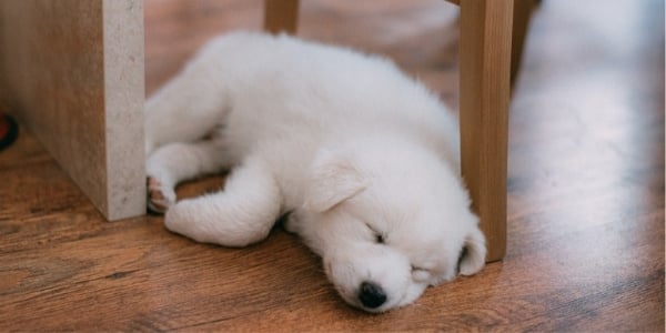 puppy sleeping on the hardwood floor under a table