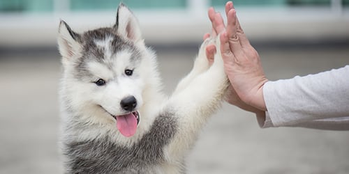puppy training and health resources