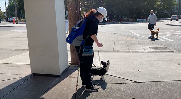 puppy training seattle session green lake-1
