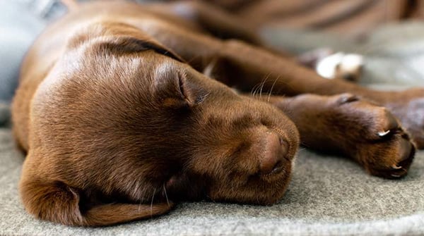 puppy with upset tummy