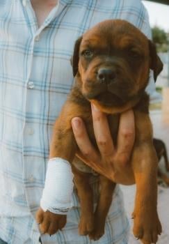 puppy with leg wrapped in gauze being carried in hand