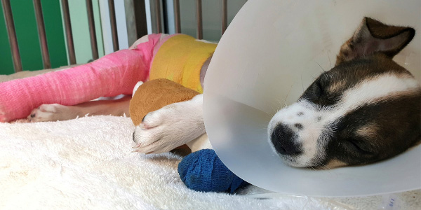 puppy-after-surgery