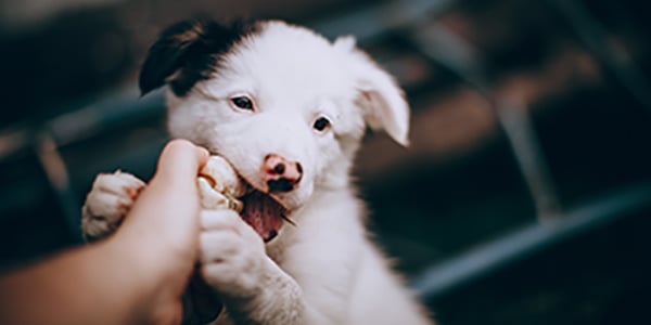 puppy chewing hand