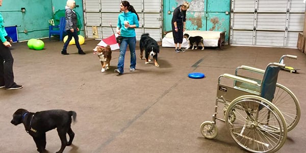 Cathy teaching a puppy class and monitoring off leash play time