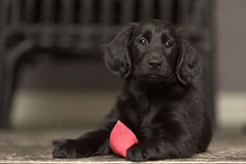 puppy-class-when-to-start-350