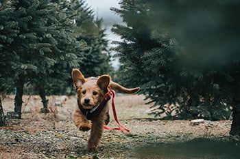 puppy-coming-when-called-on-long-leash