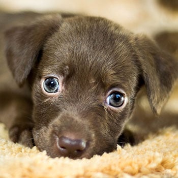 puppy-crate-training-long-term-confinement