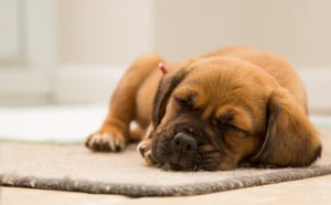 cute sleeping puppy