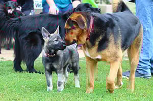 puppy greeting adult dog