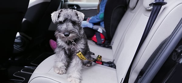 puppy-in-car-600-1