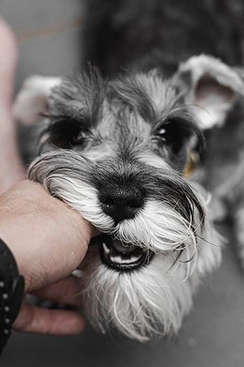 puppy-nipping-hand