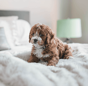 will you allow your puppy on the bed