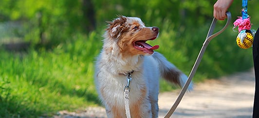 puppy on leash with training toy