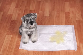 puppy on potty pad