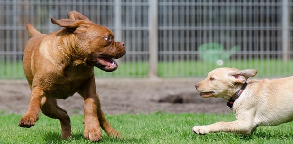 two puppies playing chase game