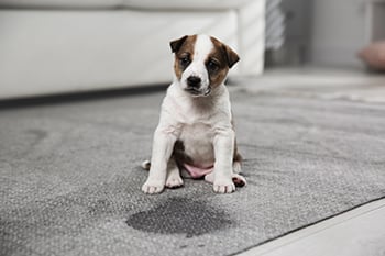 puppy-potty-accident-350