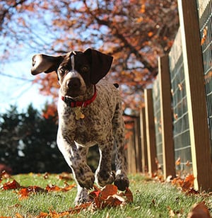 pointer puppy running outside