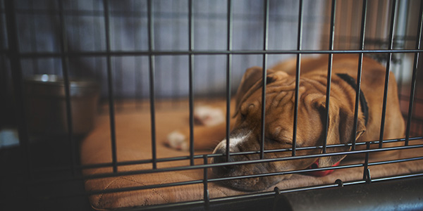 puppy comfortable in crate