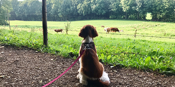 dog watching cows from a distance