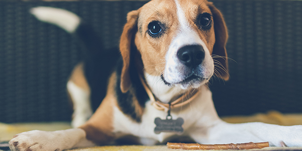 puppy with chew