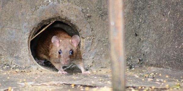 rat rodent coming out of water pipe