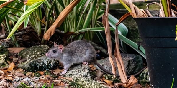 rat walking through a back yard