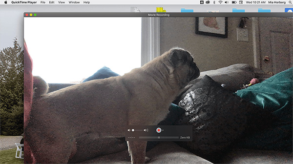 record your dog with quicktime