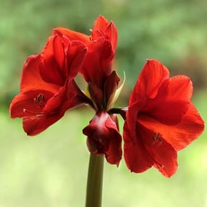 red amaryllis toxic to pets