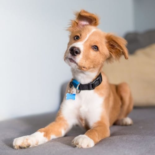 red and white mixed puppy with floppy ears