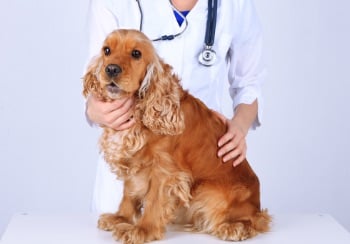 red cocker spaniel sitting on table being examined by veterinarian 