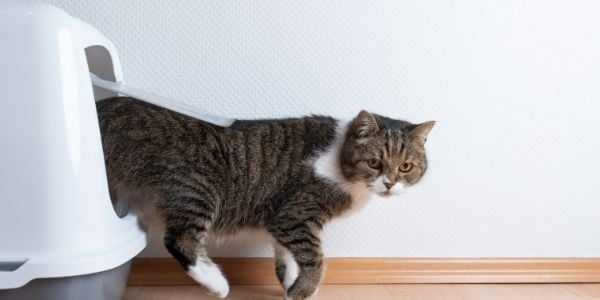 reducing litter box messes and smells