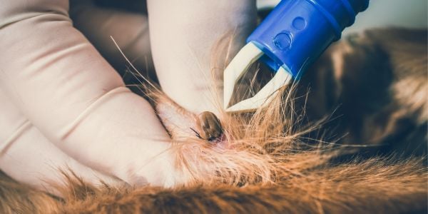removing a tick on a dog with tweezers