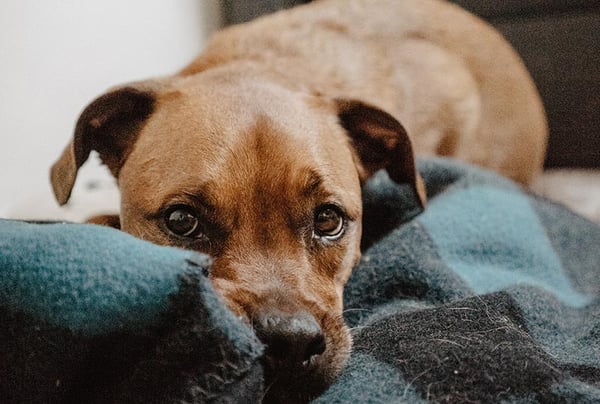 rescue dog anxiety