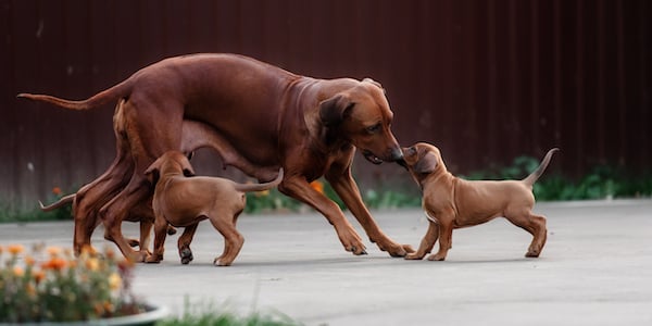 rhodesian ridgeback mother playing with her puppies