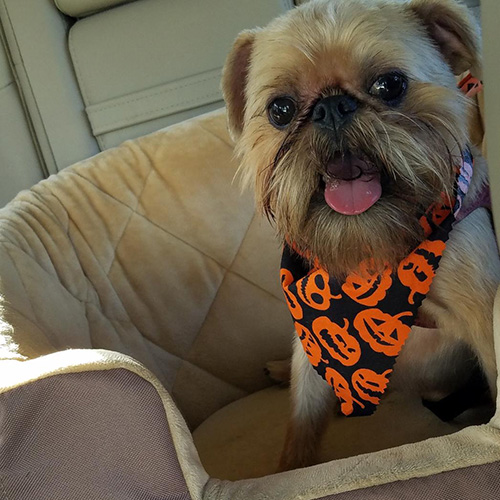 Ricky the Brussels Griffon in cute Halloween bandana