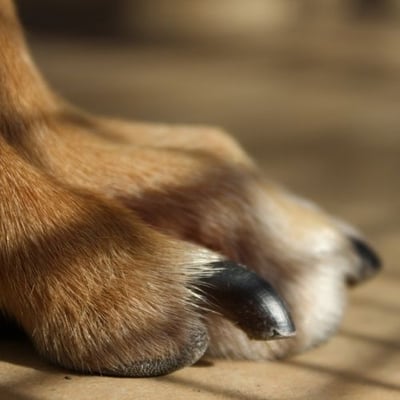 right length of nail for a dog