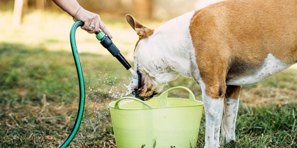 rinsing a dogs mouth out after licking a toxic toad-canva