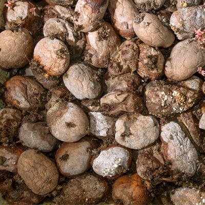 rotting potatoes bad for dogs to eat-canva