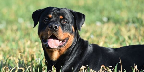 rottweiler dog lying in the grass