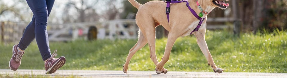 running with dog