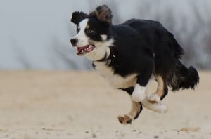 border collie running to get a treat