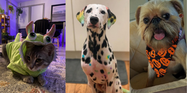 Dog and cat Halloween costumes: Most popular for 2019